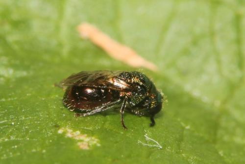 Pseudomalus auratus